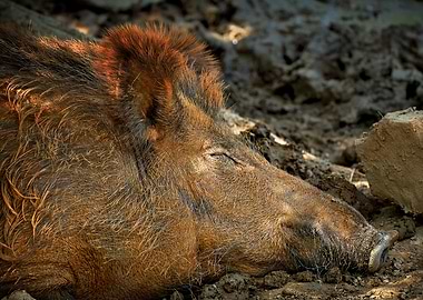 Brown wild boar Boar head