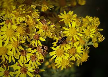 Wild Flowers with a Bee