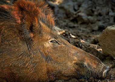 Brown wild boar Boar head