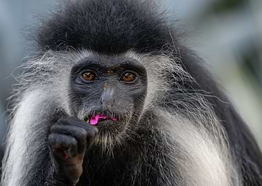 Eating Colobus Monkey