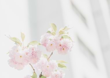 pink petaled flowers