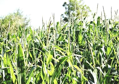 Cultivation of corn