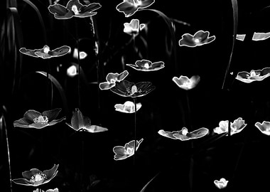 White anemone flowers