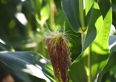 Cultivation of corn