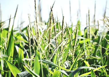 Cultivation of corn