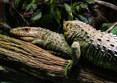 Two Lizards