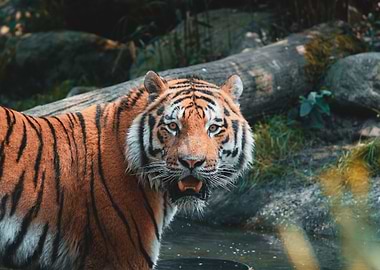a Tiger