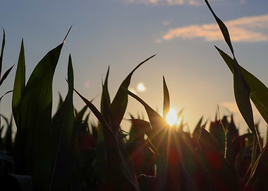Sunset over a Corn Field