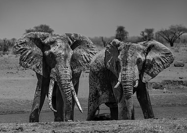 2 Elephants At Waterhole