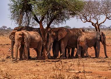 Small Herd Of Elephants