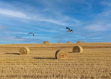 Flying storks over a field