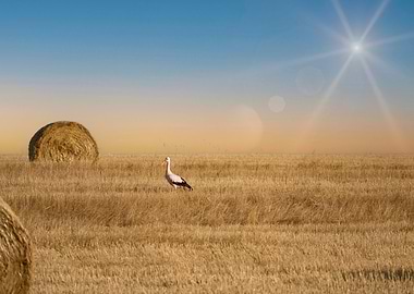 The white stork