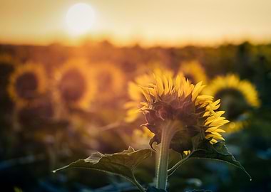 Sunflowers at dawn