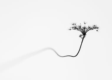 Minimalist Botanical Photo