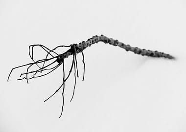 Strange Plant Fine Art