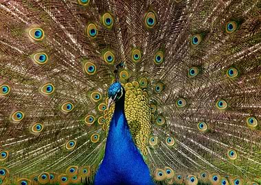 Peacock Wallpapers