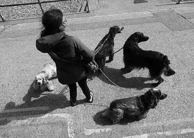 Lyme Regis Not For Dogs