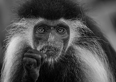 Eating Colobus Monkey