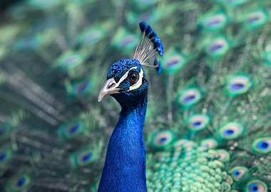 Blue Peacock