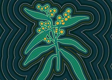 Wattle Flowers Aboriginal