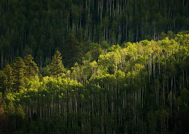 Green forest landscape