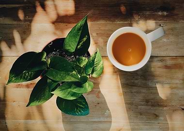 a tea with leaf