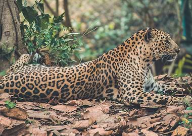 Shallow Leopard