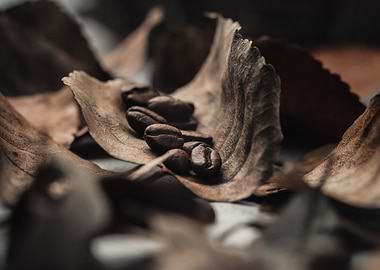 Coffee Beans