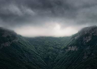 Forest with fog Iceland