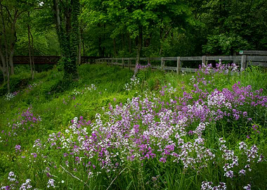 Ohio Wildflowers
