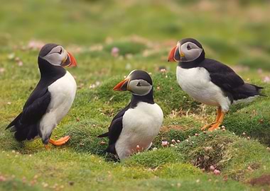Meeting of puffins