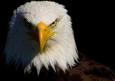 Eagle