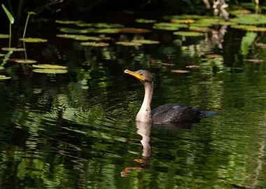 Cormorant on water