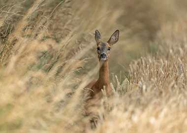 a Small Deer