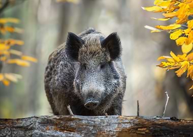 Wild boar