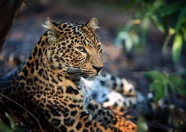 Leopard