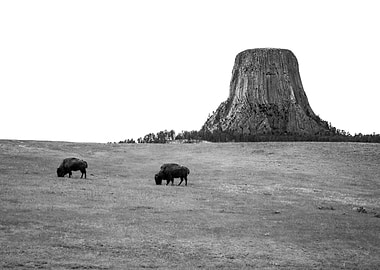 Devils Tower Bison