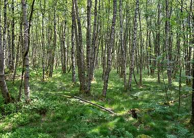 A Birch forest