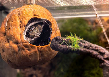 Phidippus regius ometepe