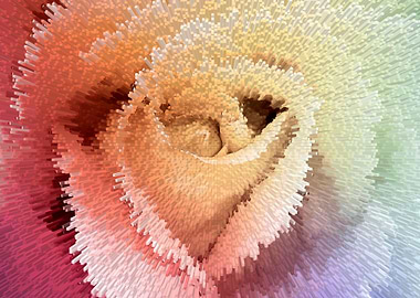 Rainbor rose expansion