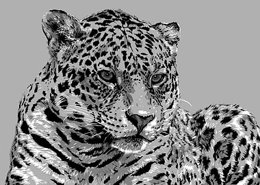 animal black and white