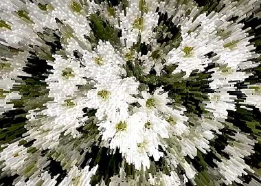 White blossom expansion