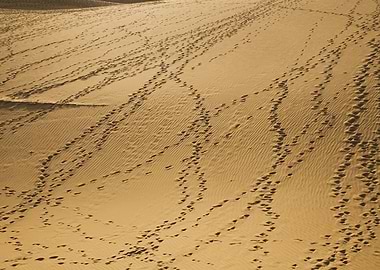 Follow me into the Desert