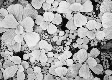 Succulent Plant Growing