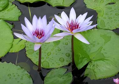 Water Lillies After the Ra