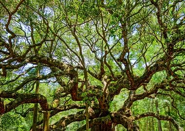Angel Oak Tree