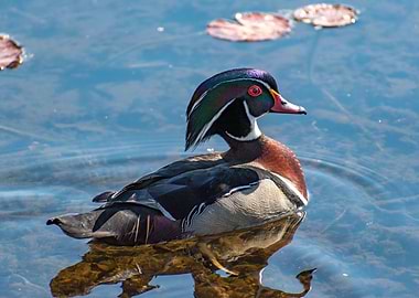 North American Wood Duck