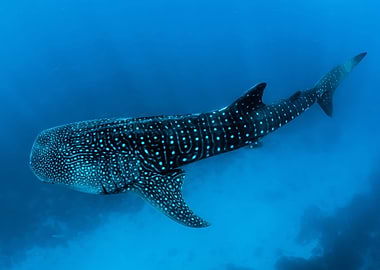 Whaleshark and animal