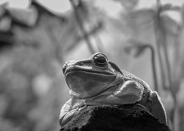 Chilling Green Tree Frog