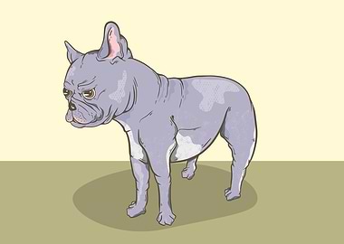 Blue French Bulldog